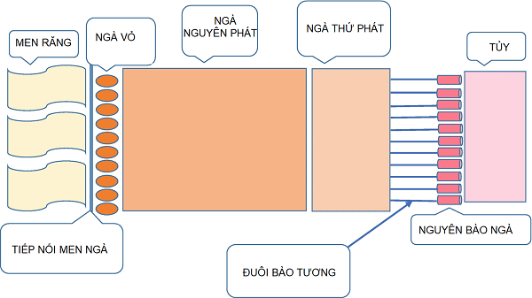 cấu trúc ngà răng
