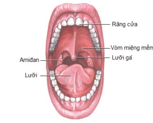 khẩu cái