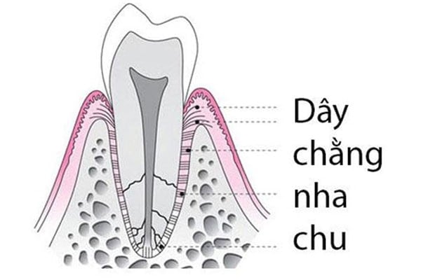 Dây chằng nha chu