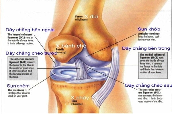 Dây chằng ở khớp gối