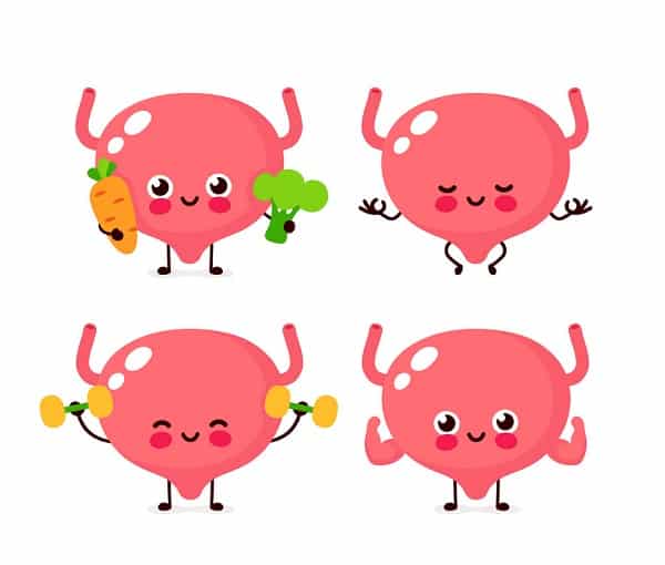 cute healthy happy bladder organ vector 26376201