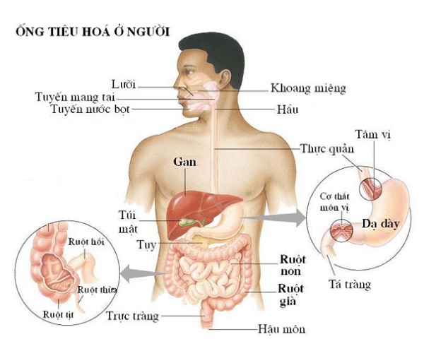 Ống tiêu hóa ở người