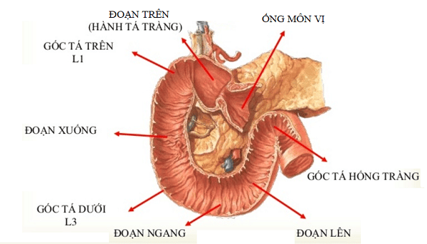 Cấu tạo ruột non