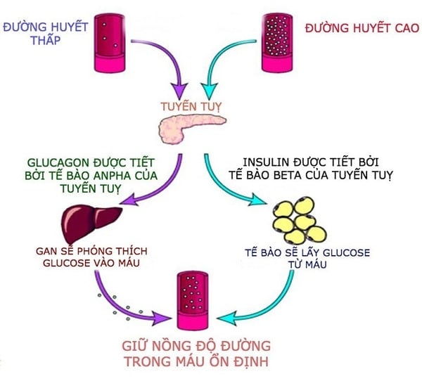 vai trò của insulin trong giữ cân bằng đường huyết