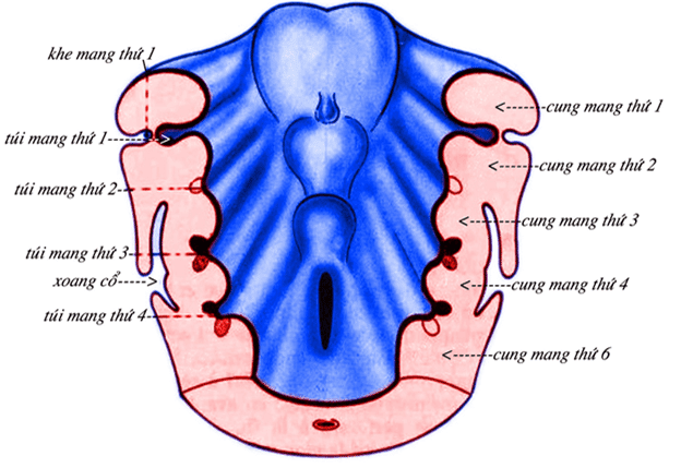 Phôi thai học: cung mang, khe mang, túi mang