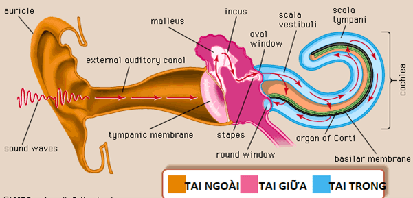 Đường dẫn truyền của âm thanh ở tai – Nguồn: Britannica
