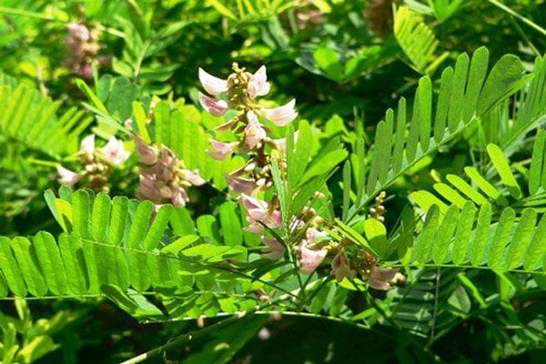 Lá và hoa của cây Cam thảo dây