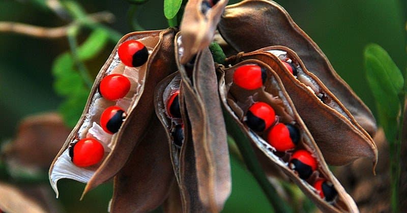 Hạt Cam thảo dây có tác dụng ức chế u và chống dị ứng