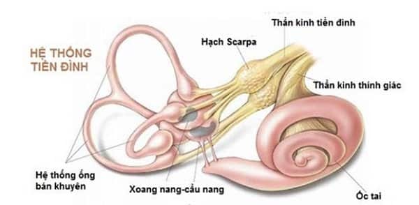 Vị trí của ốc tai