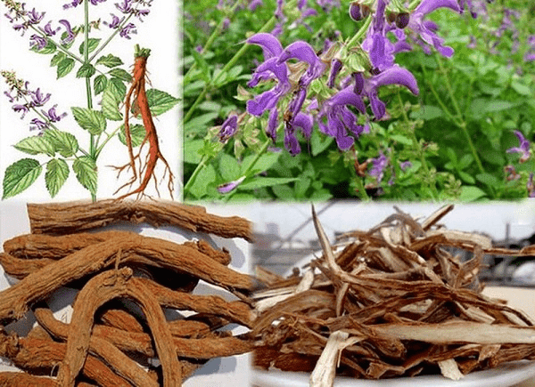 Đan sâm giúp trị thiếu máu
