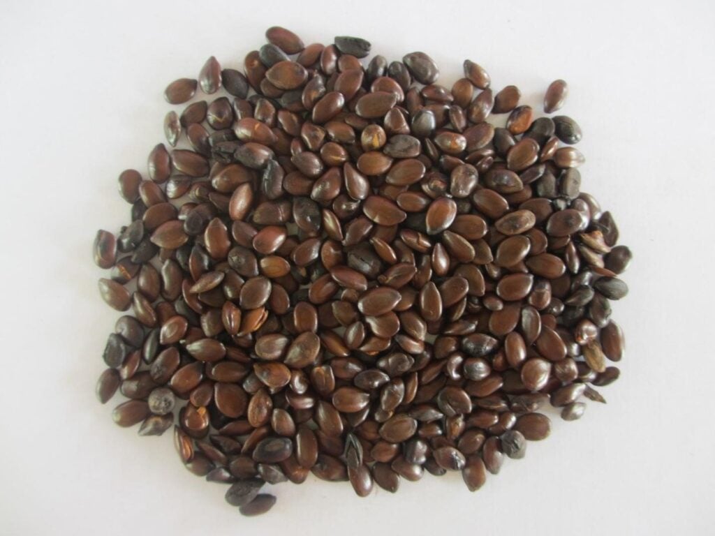 Hạt keo giậu 