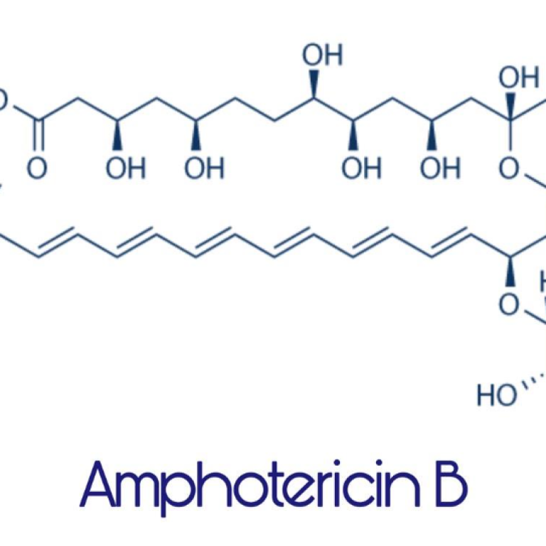 amphotericin